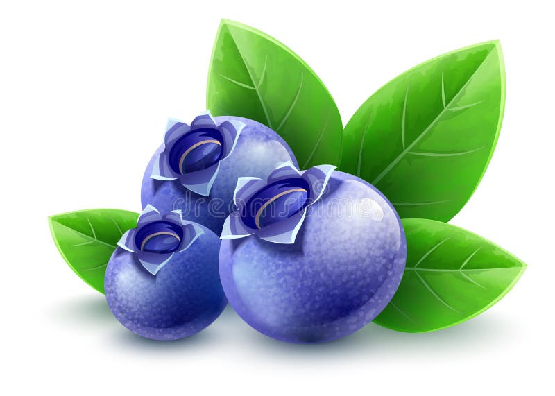 Wild blueberry berries with green leaves isolated. Illustration.