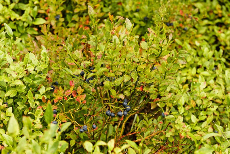 Wild Blueberry Bush in the Thuringian Forest Stock Photo Image of