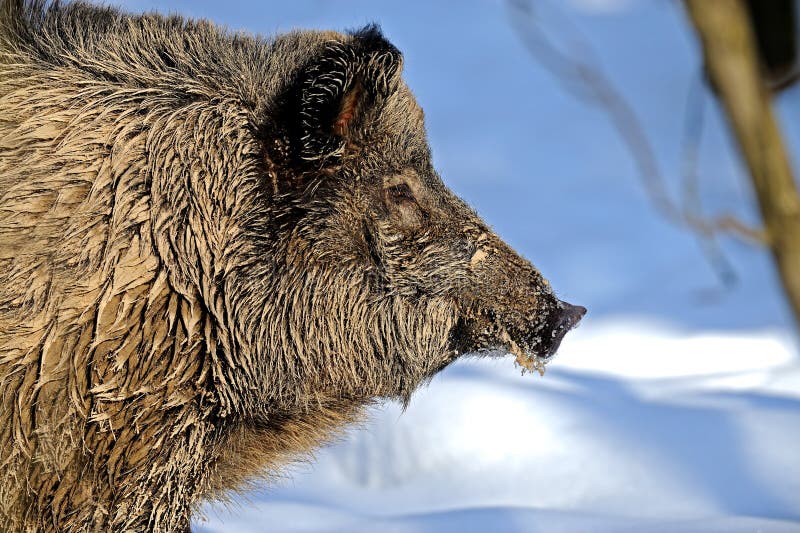Wild boar stock photo