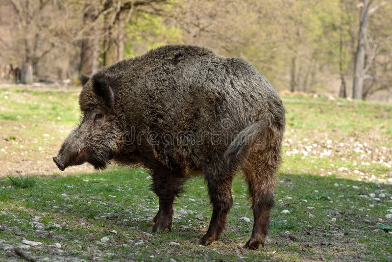 Wild boar stock photo. Image of colorful, outdoor, hair 19288852