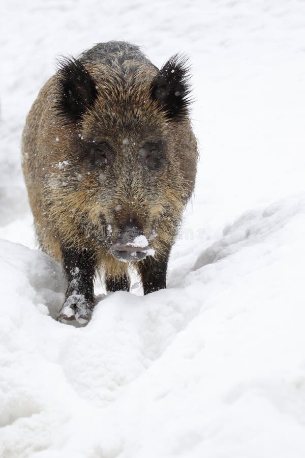 Wild boar