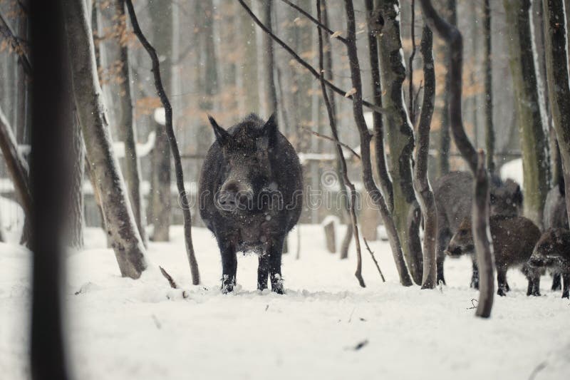 Wild boar