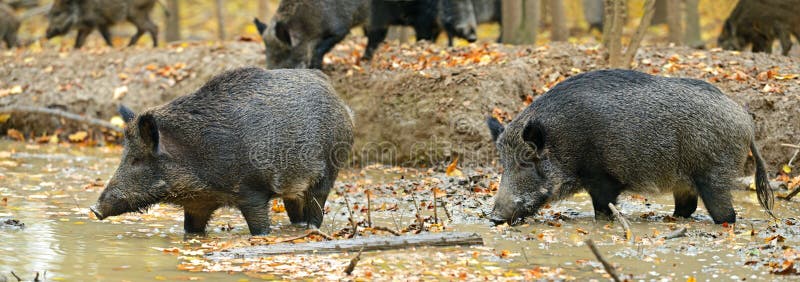 Wild boar stock photo