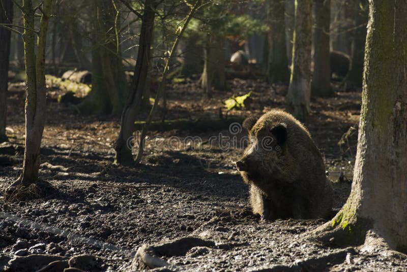 Cinghiale di relax al sole.