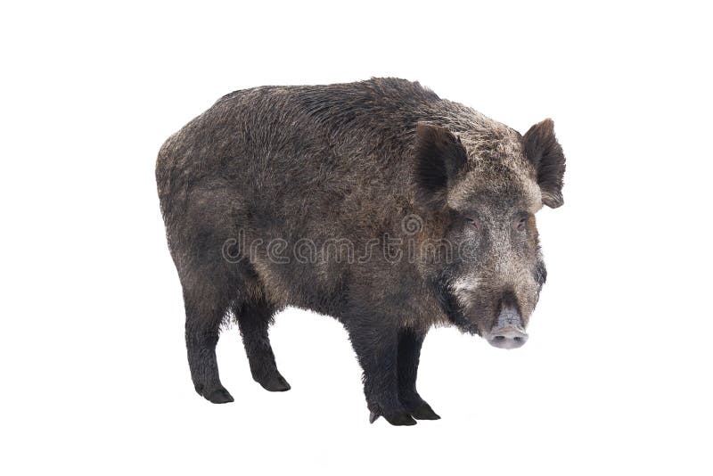 Wild boar, also wild pig