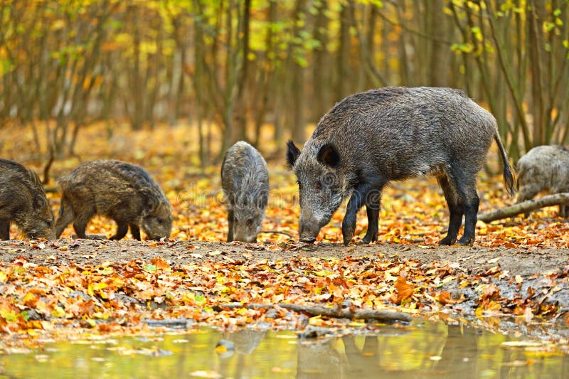Wild boar royalty free stock photography