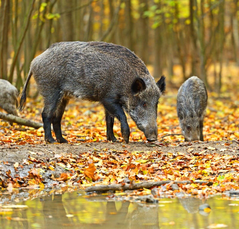 Wild boar royalty free stock photos