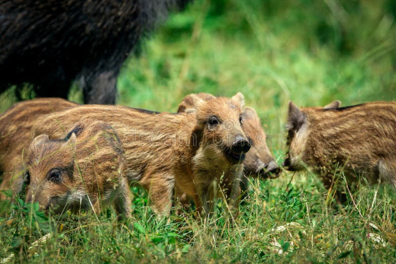 Wild Boar Baby in the Forest Stock Photo - Image of mammal, beak: 74327722