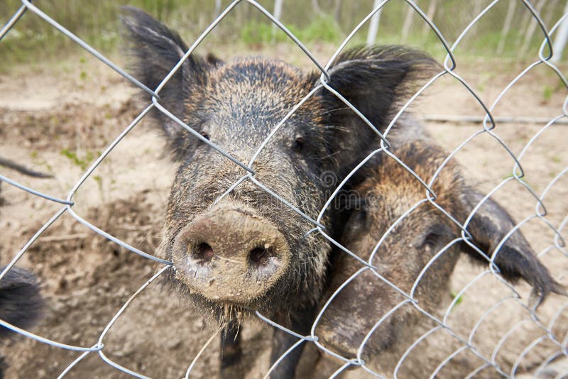 Wild boar in cage stock image. Image of brown, wild, born 70707753
