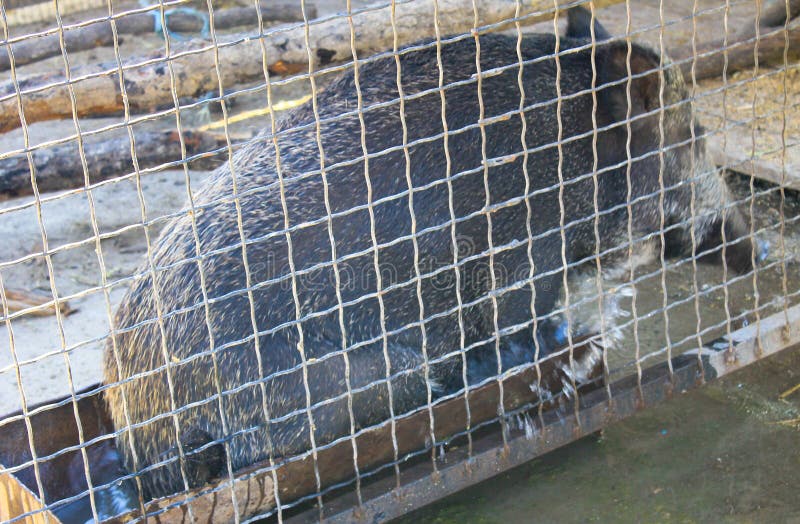 Wild hog in cage stock image. Image of parenting, youngsters 12791967