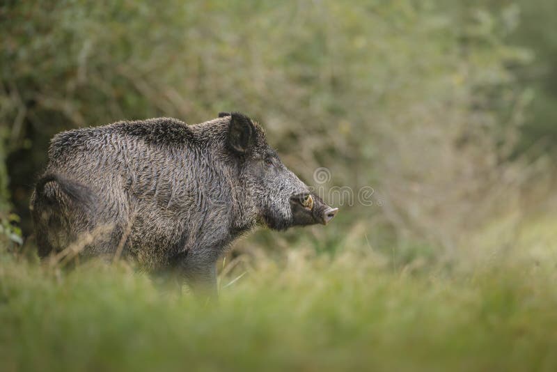 Wild boar cautious