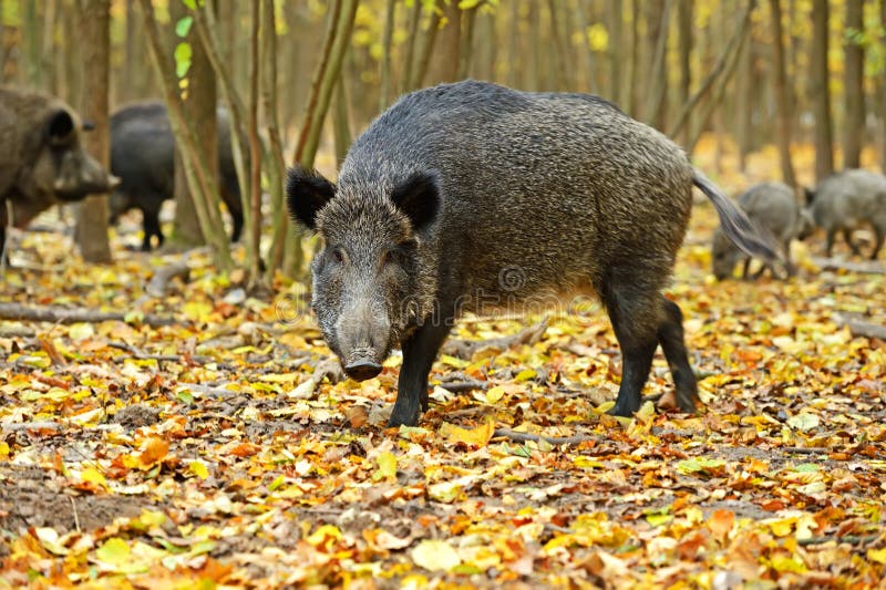 Wild boar stock images