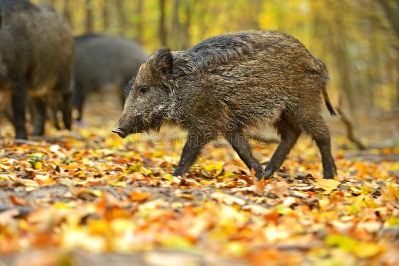 Wild boar stock photography