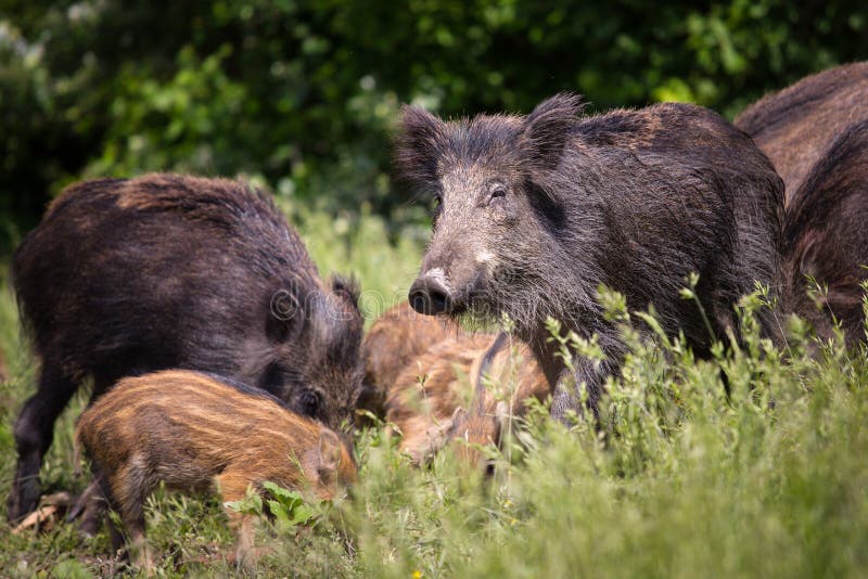 Wild boar family stock photo. Image of breed, bristles - 31304922