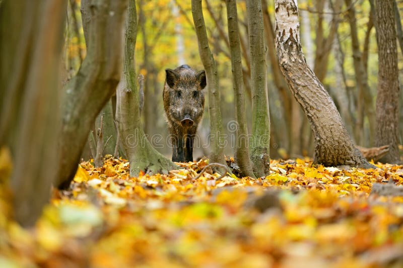 Wild boar stock photos