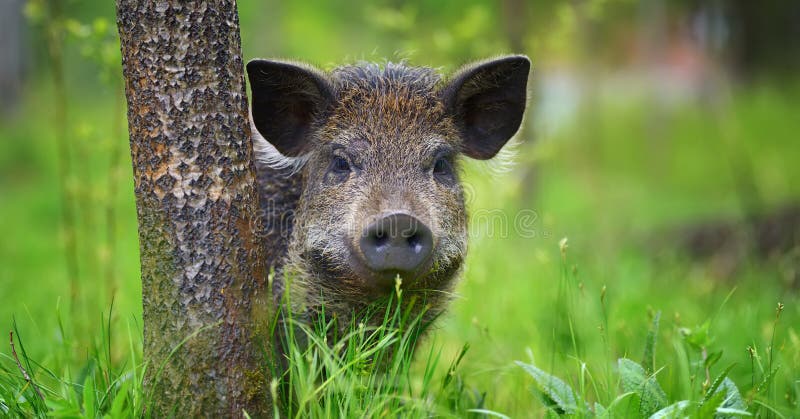 Wild boar on the forest