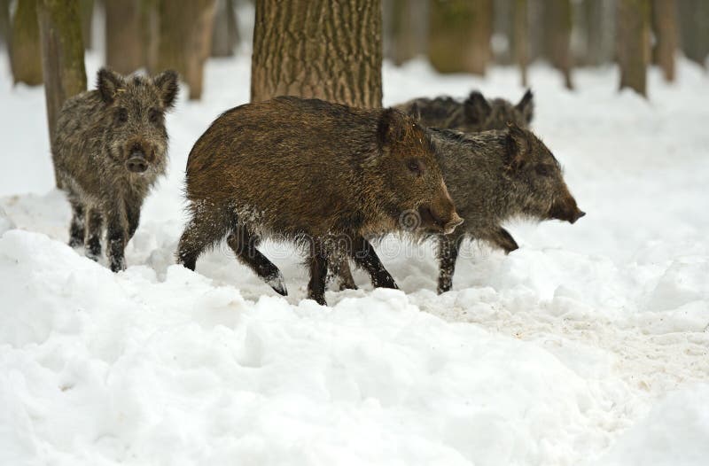 Wild boar in winter royalty free stock photo