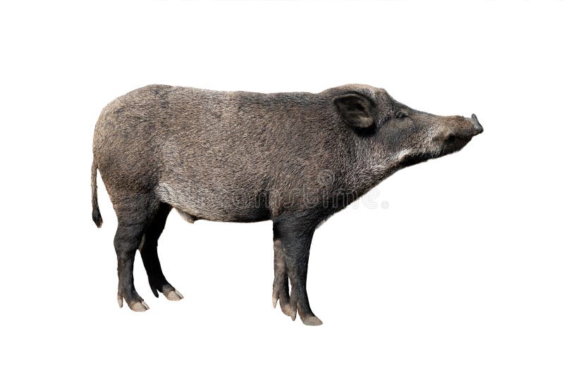 Wild boar on a white stock photo. Image of looking, wildlife