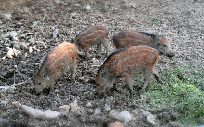 Wild boar - piglets