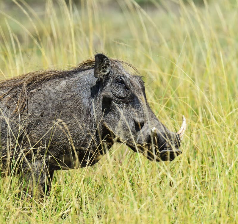 Wild boar in the savannah stock image. Image of africa 79328275