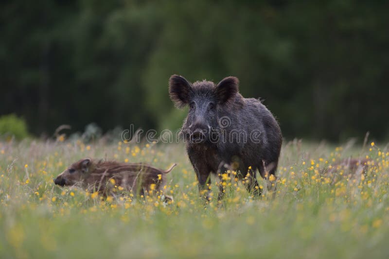 Wild boar sow with piglets