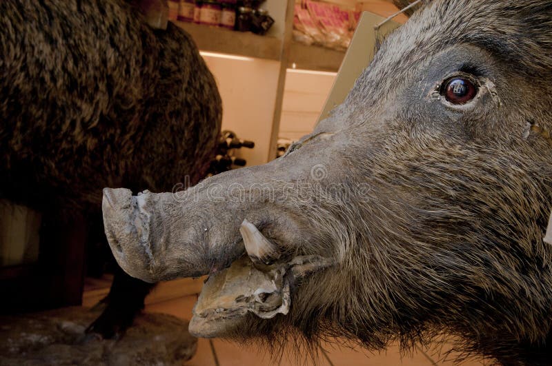 Wild Boar stock image. Image of shop, eyes, snout, store 34680041