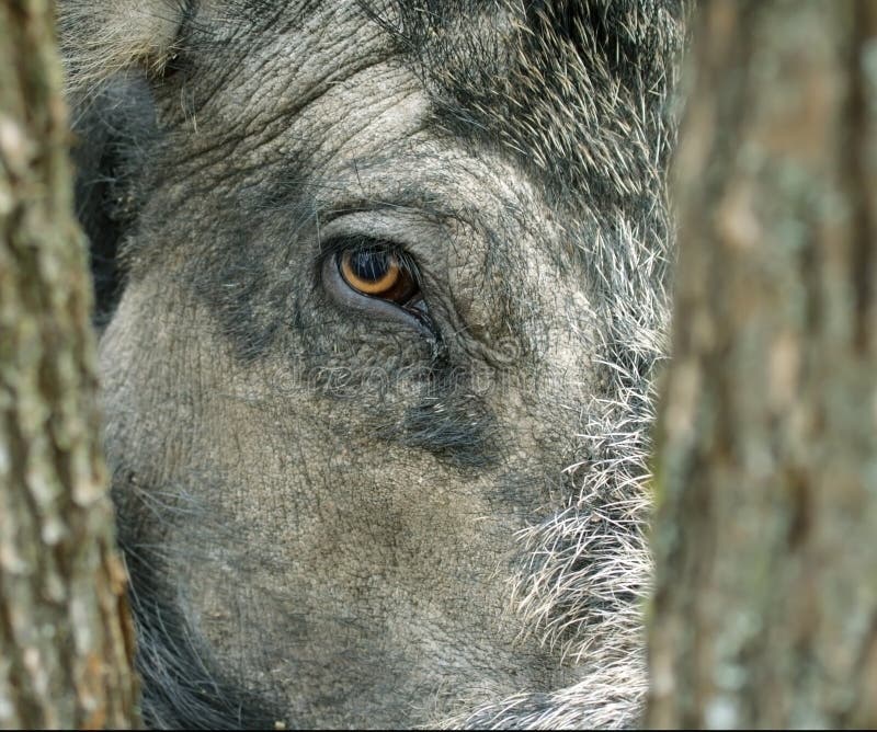 Wild boar( Sus scrofa ). stock images Wild boar( Sus scrofa ). stock images