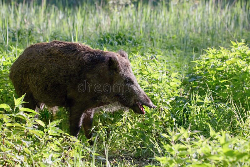 Prase divoké - Sus scrofa. Divočina. Procházky v přírodě zátiší, bažina.