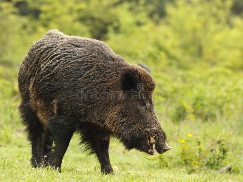 Wild boar with tusks
