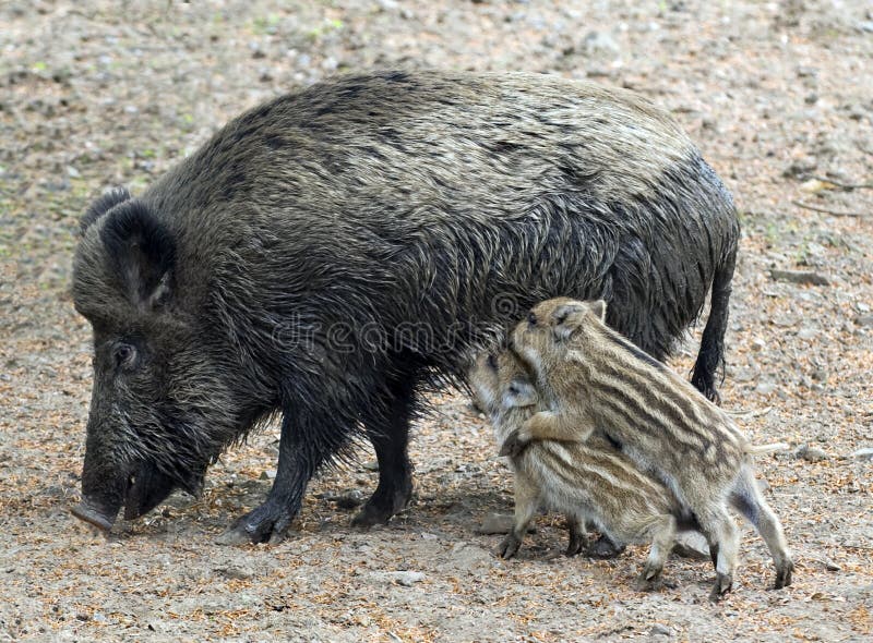 Wild boar and two piglets