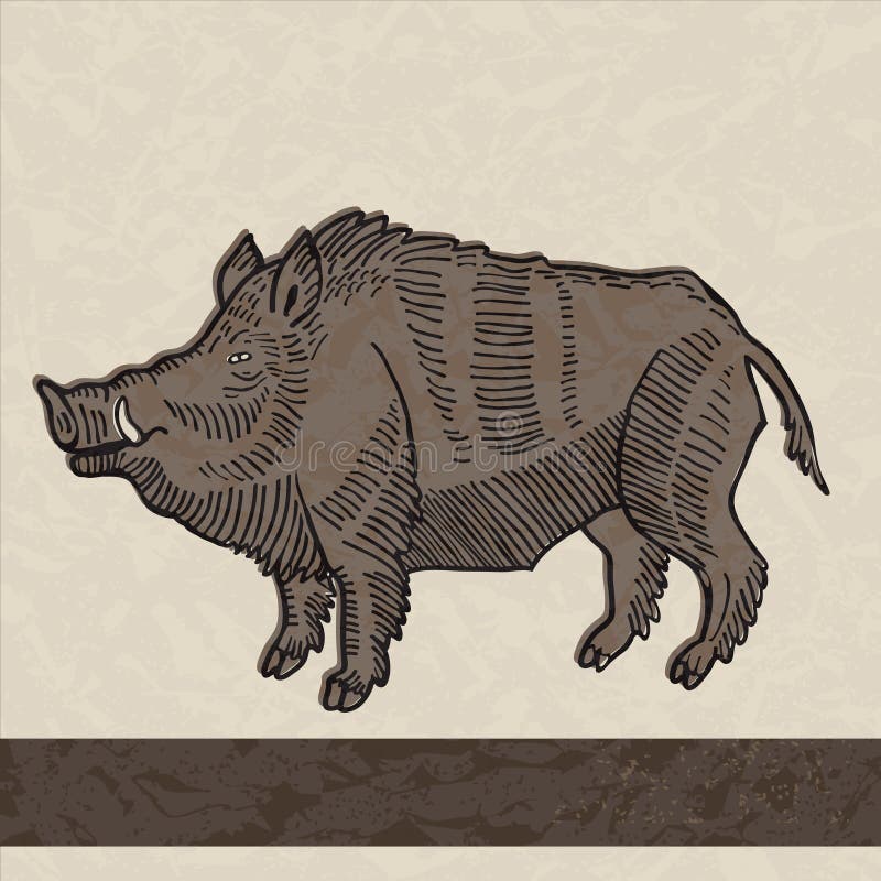 Wild boar stock vector. Illustration of tusk, boar, silhouette - 51625429