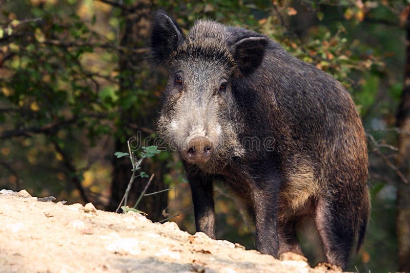 Wild boar or Wild hog (Sus scrofa)
