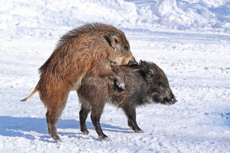 Download Wild-boars stock image. Image of dominant, imposant, colours - 22936153