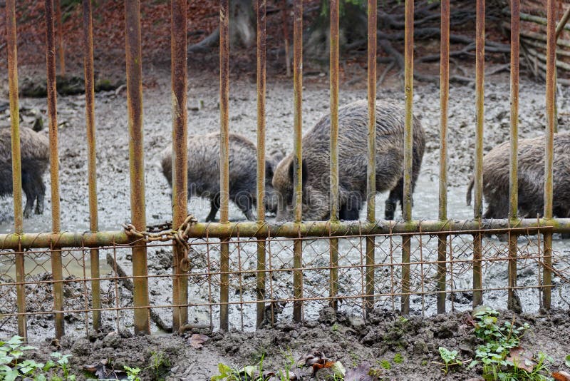 Wild Boars Behind Massive Locked Rusty Gate of Fence. Focused on Colorful  Bars of Gate. Gamekeepers Take Care of Wild Animals Stock Photo - Image of  brown, landscape: 187752834