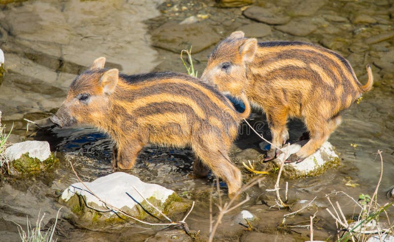 Wild Boar Sus scrofa Piglets babies crossing a small river