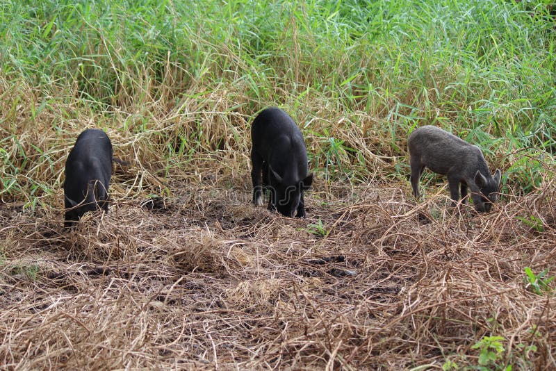 Wild Boar Hawaii Stock Photos Free & RoyaltyFree Stock Photos from