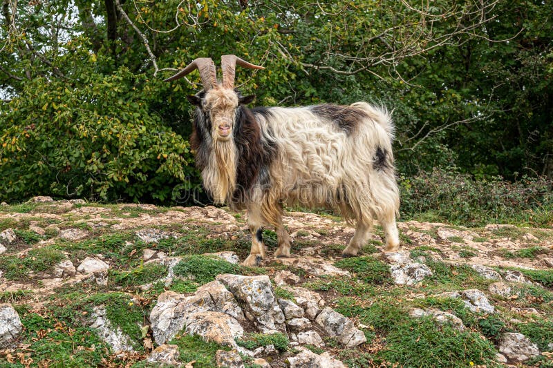 Wild British Primitive Feral Goat