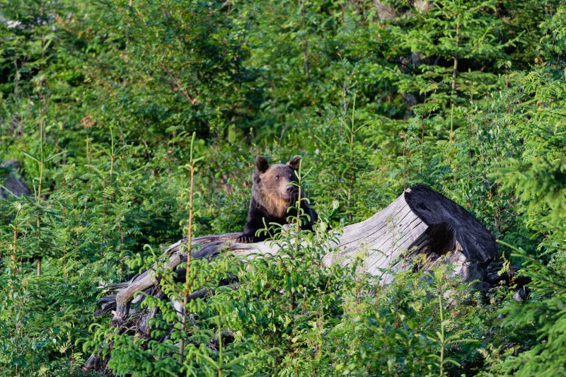 Divoký medveď hnedý Ursus arctos