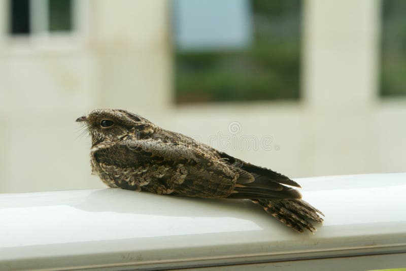 Wild Brown Bird known as the Little Nightjar