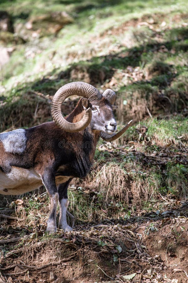 Wild brown goat with big horns male portrait climbing a mountain