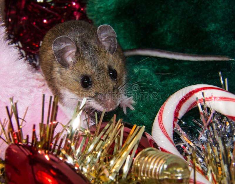 A wild brown house mouse sitting on a pile of Christmas decorations.