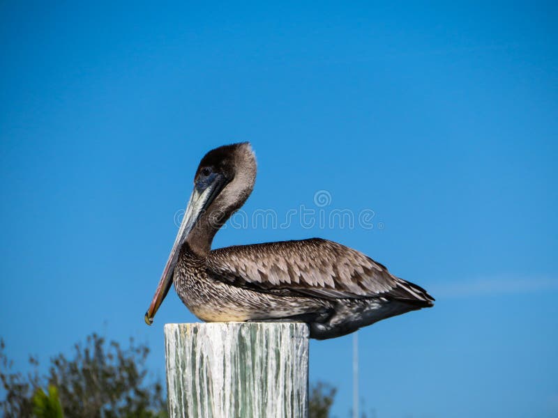 Wild brown Pelican sitting on a wooden pole stock photo Wild brown Pelican sitting on a wooden pole stock photo
