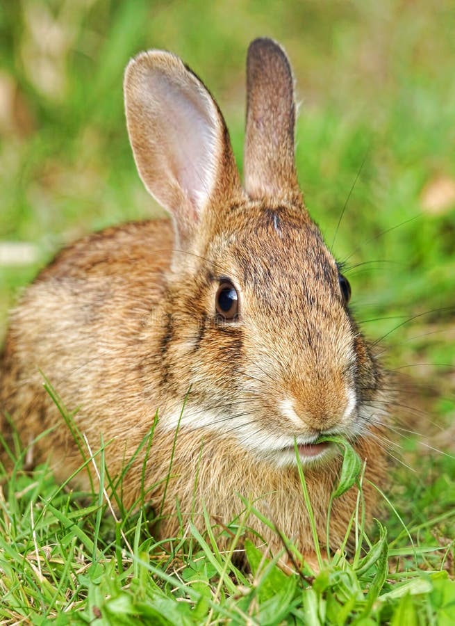 Wild Brown Rabbit Chewing On A Blade Of Grass