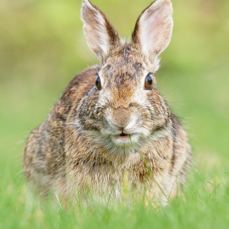 Wild Brown Rabbit Eating A Blade Of Grass In A Field