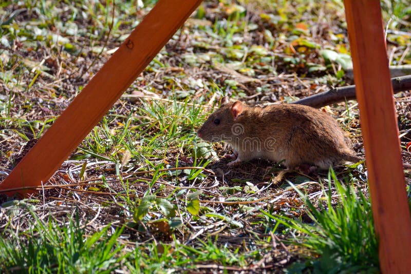 A Wild Brown Rat In The Garden During The Day Stock Photo Image Of