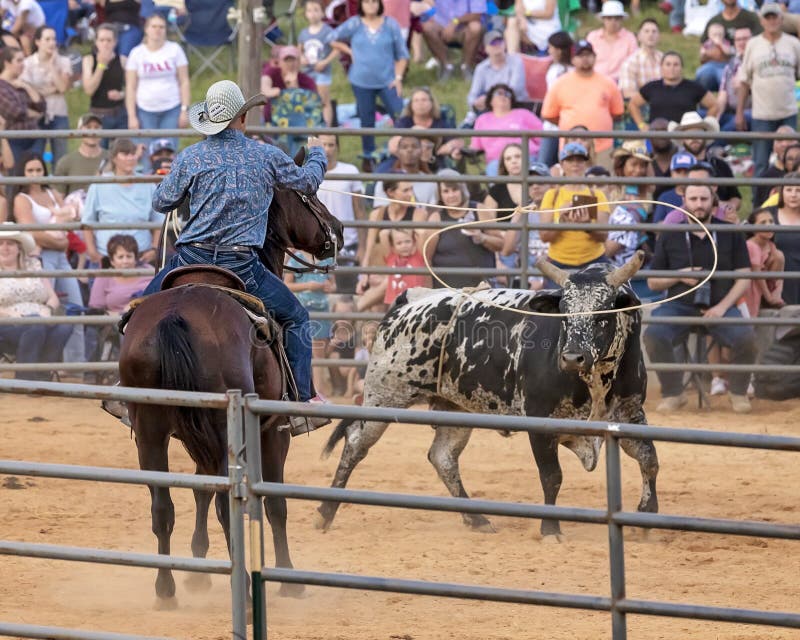 A wild bull is lassoed by a cowboy at the First Annual Culpeper Rodeo. Photo taken September 3, 2022. A wild bull is lassoed by a cowboy at the First Annual Culpeper Rodeo. Photo taken September 3, 2022.