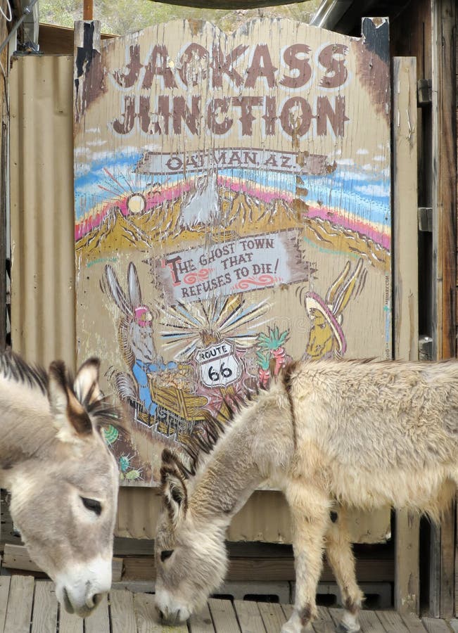 Wild Burros pose at a sign, Oatman, Arizona royalty free stock image Wild Burros pose at a sign, Oatman, Arizona royalty free stock image