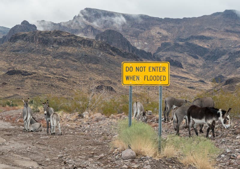 Wild Burros at Oatman, Arizona congregate at a road sign. Wild Burros at Oatman, Arizona congregate at a road sign