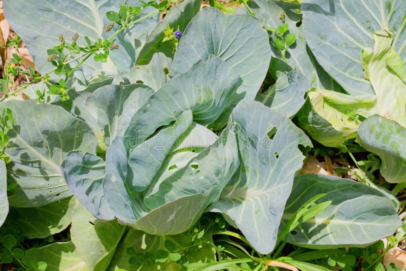 5,133 Wild Cabbage Photos Free & RoyaltyFree Stock Photos from