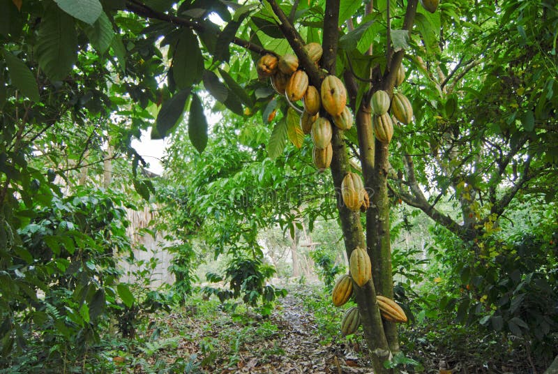 Wild cacao tree stock photo. Image of beans, rainforest